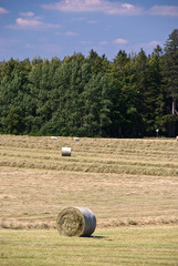 Weizenfeld im Sommer,mit Strohballen