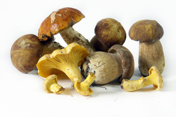 Edible Mushrooms1