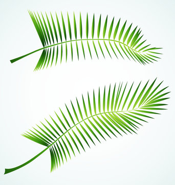 Palme branch