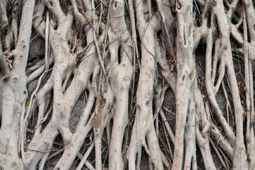 Banyan tree roots