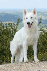 berger blanc suisse