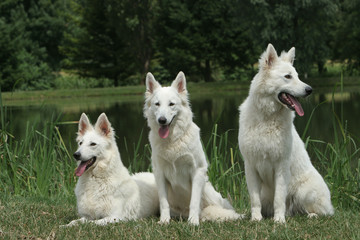 berger blanc suisse