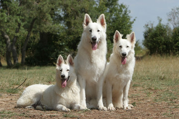 berger blanc suisse