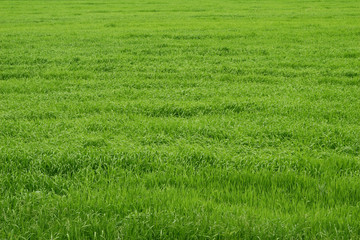 green grass