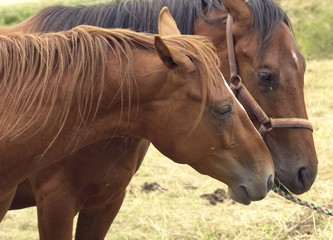 Fototapeta premium horse