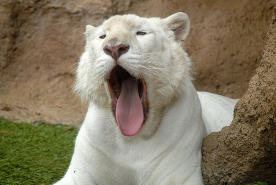 Tigre blanco en el Loro Parque
