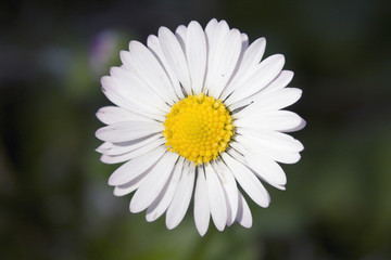 Fototapeta premium marguerite