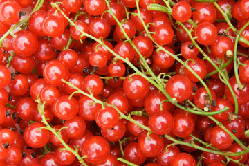 red currants background