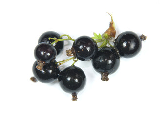 branche of black currant