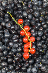 Twig of red currant on bilberry background