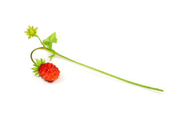 Wild strawberry isolated on white