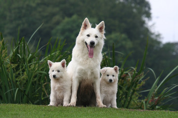 berger blanc suisse © Dogs