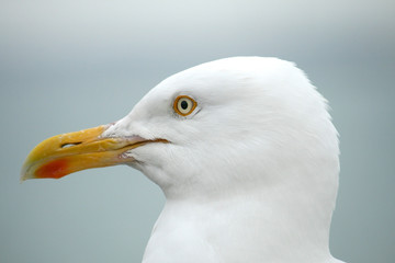 seagull closeup