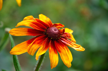 red and yellow flower