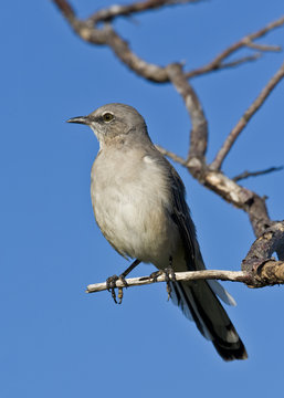 A Perched Mockingbird