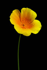 Kalifornischer Mohn - California poppy 04