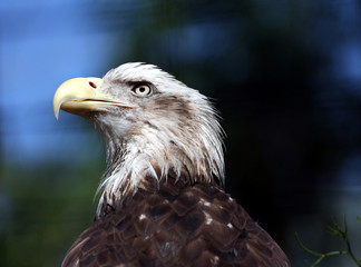 Eagle