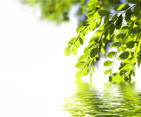 acacia leaves hanging into the water