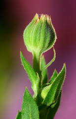 Bud of a flower