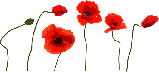Coquelicots sur fond blanc (vecteur)