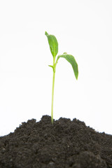 plant sprouting from dirt