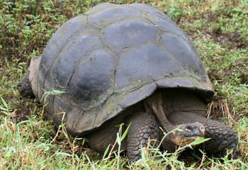 Giant Galapagos Tortoise