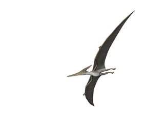 Pteranodon © Paul Moore