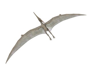 Pteranodon © Paul Moore