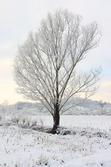 albero nella neve