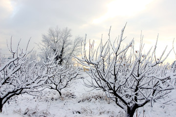 Fototapeta na wymiar alberi sotto la neve