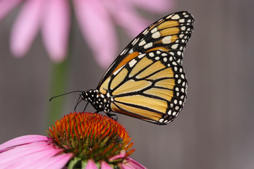 Monarch Butterfly (danaus plexippus)