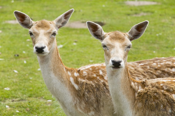 two deer
