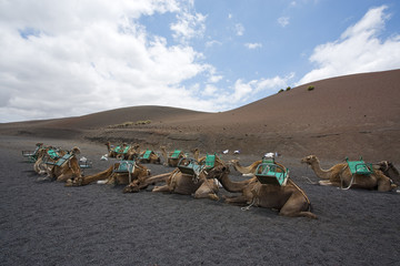 riding camels waiting for tourists at lanzarote