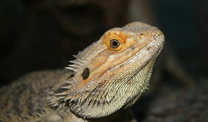 Llizard