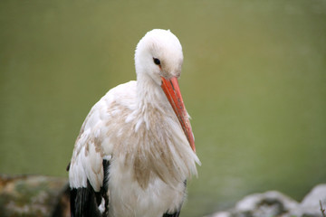 Portrait of stork