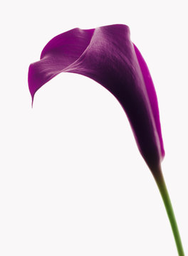 Lilien