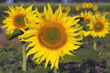 Sunflower in field, France