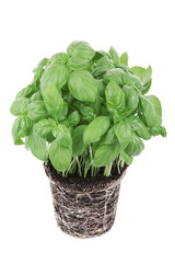 pianta basilico