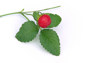 Walderdbeere - woodland strawberry 01