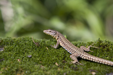 Gecko!