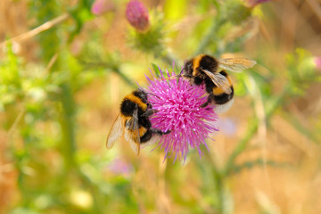 Bumble-bees in the summer time