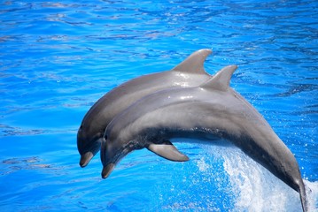 duo dauphin