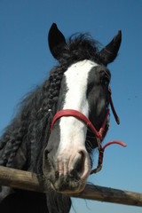 Shire Horse