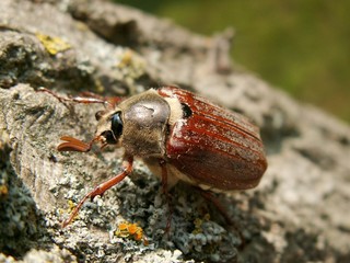 Maikäfer