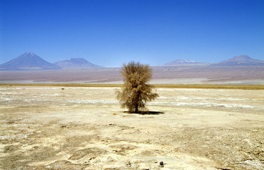 Einsamer Baum in der Atacama Wüste, Chile