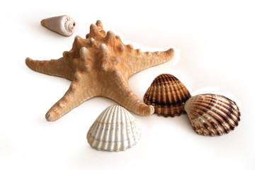 starfish and sea shells