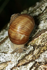 Edible snail crawling along the tree