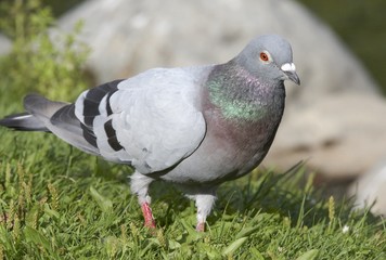Pigeon.