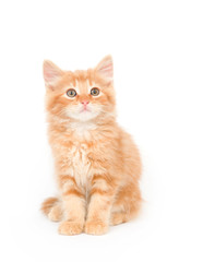 Yellow kitten