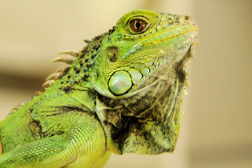 Leguan